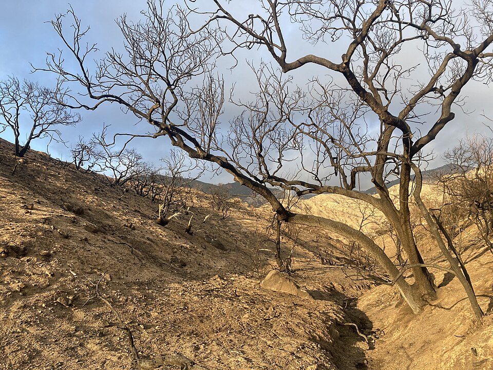 Wildlife returns to Eaton Fire