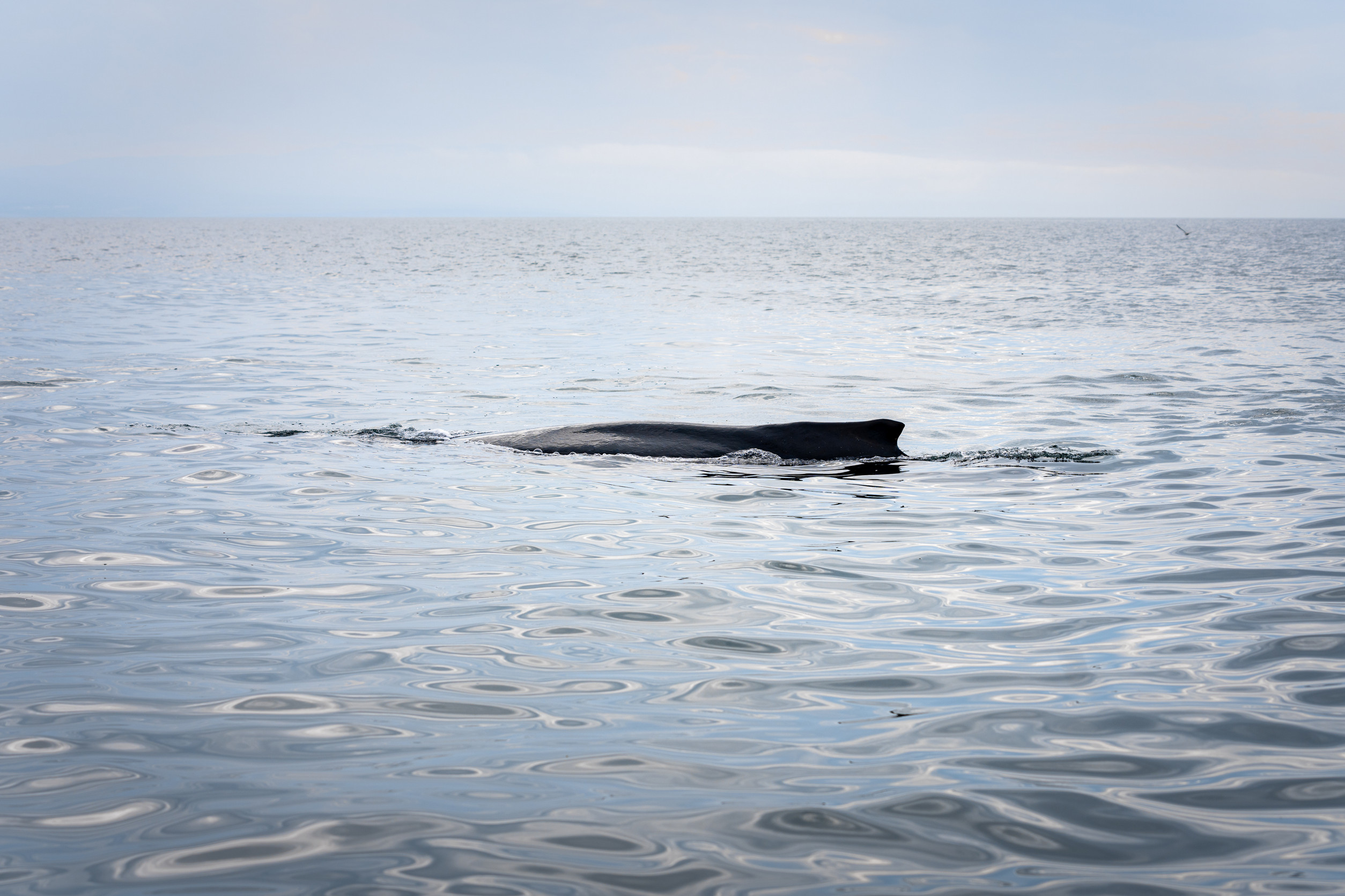 AI-powered system helps ships 