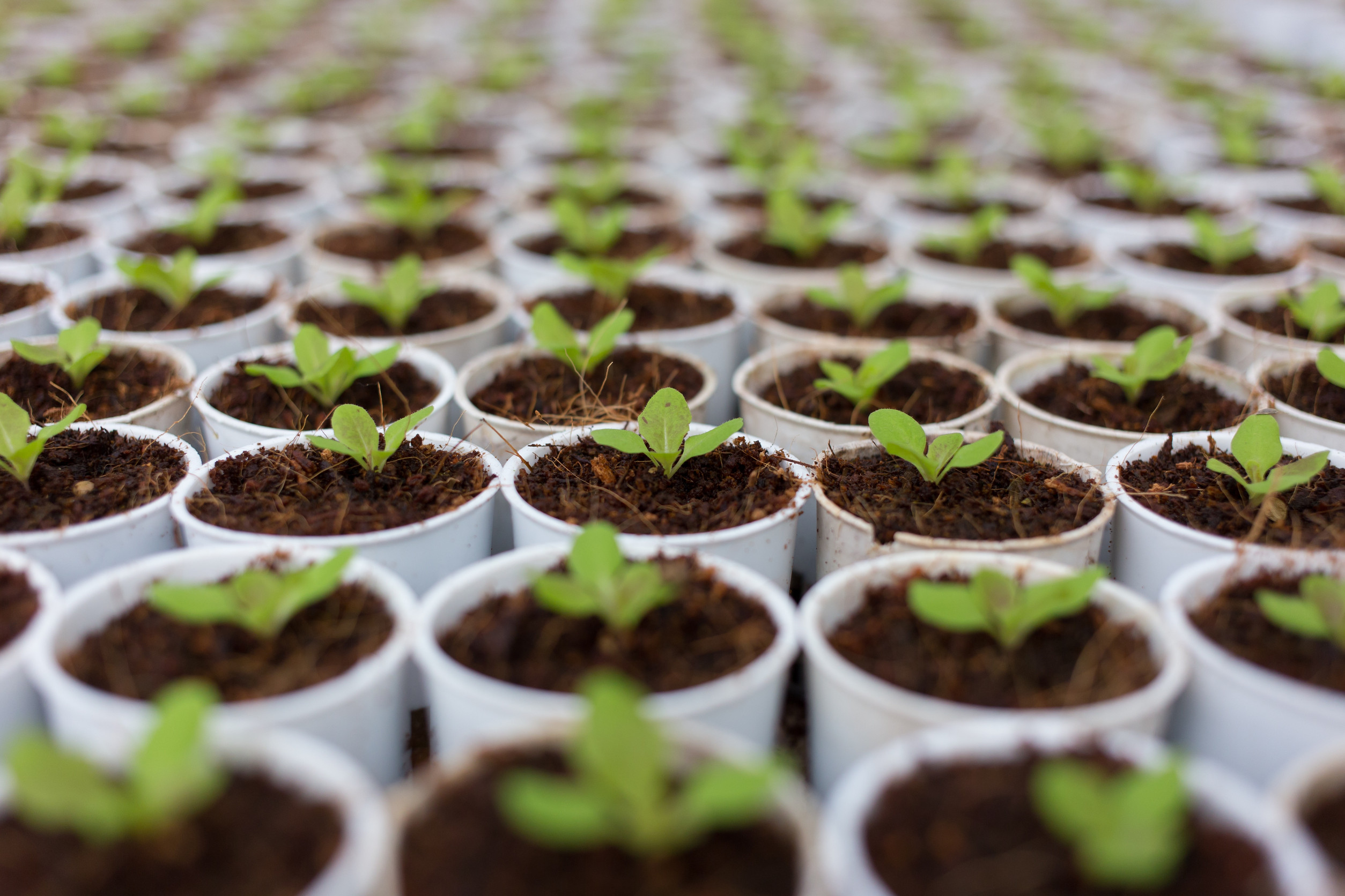 How vertical farming transform
