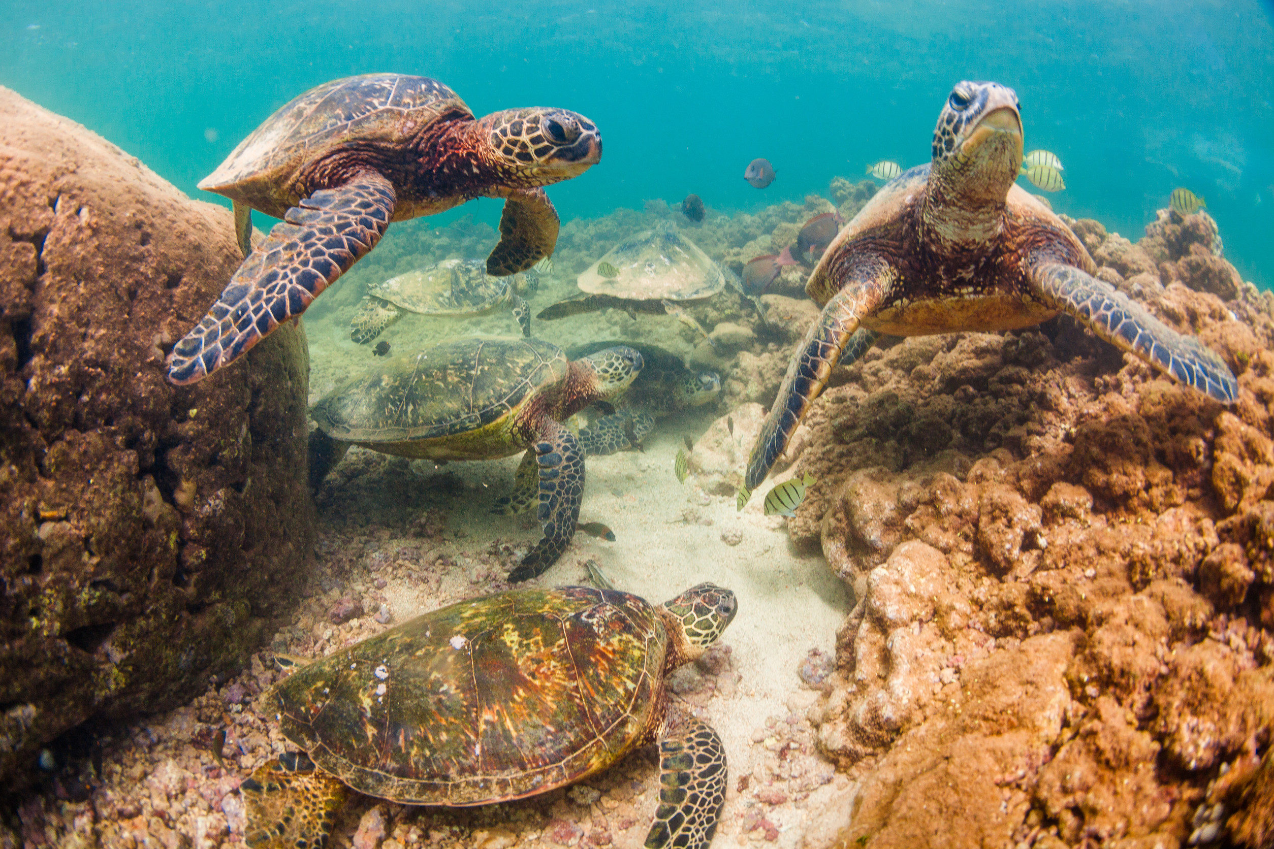 How global protections are hel