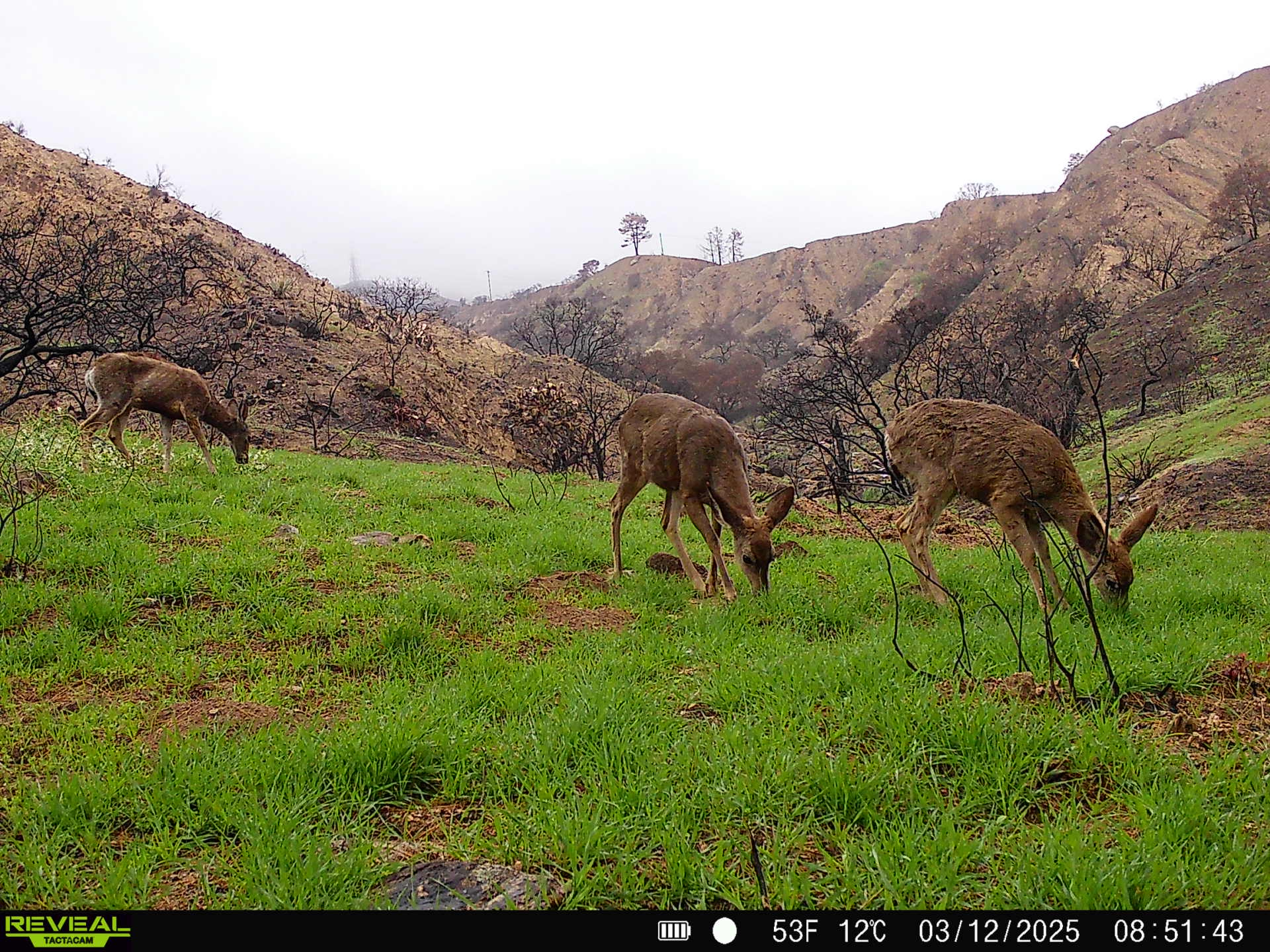 Wildlife returns to Eaton Fire