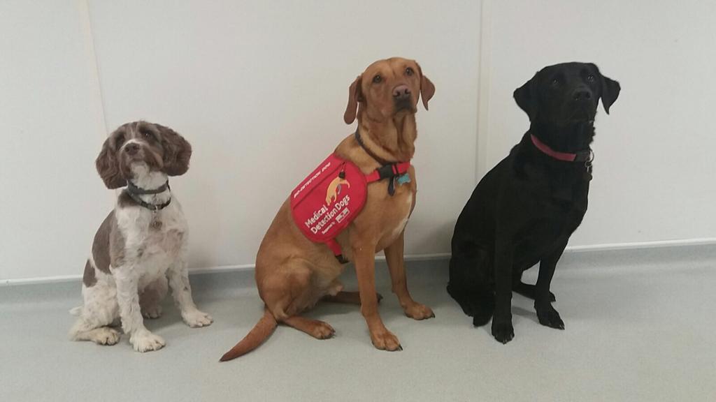 Super sniffers: how dogs could